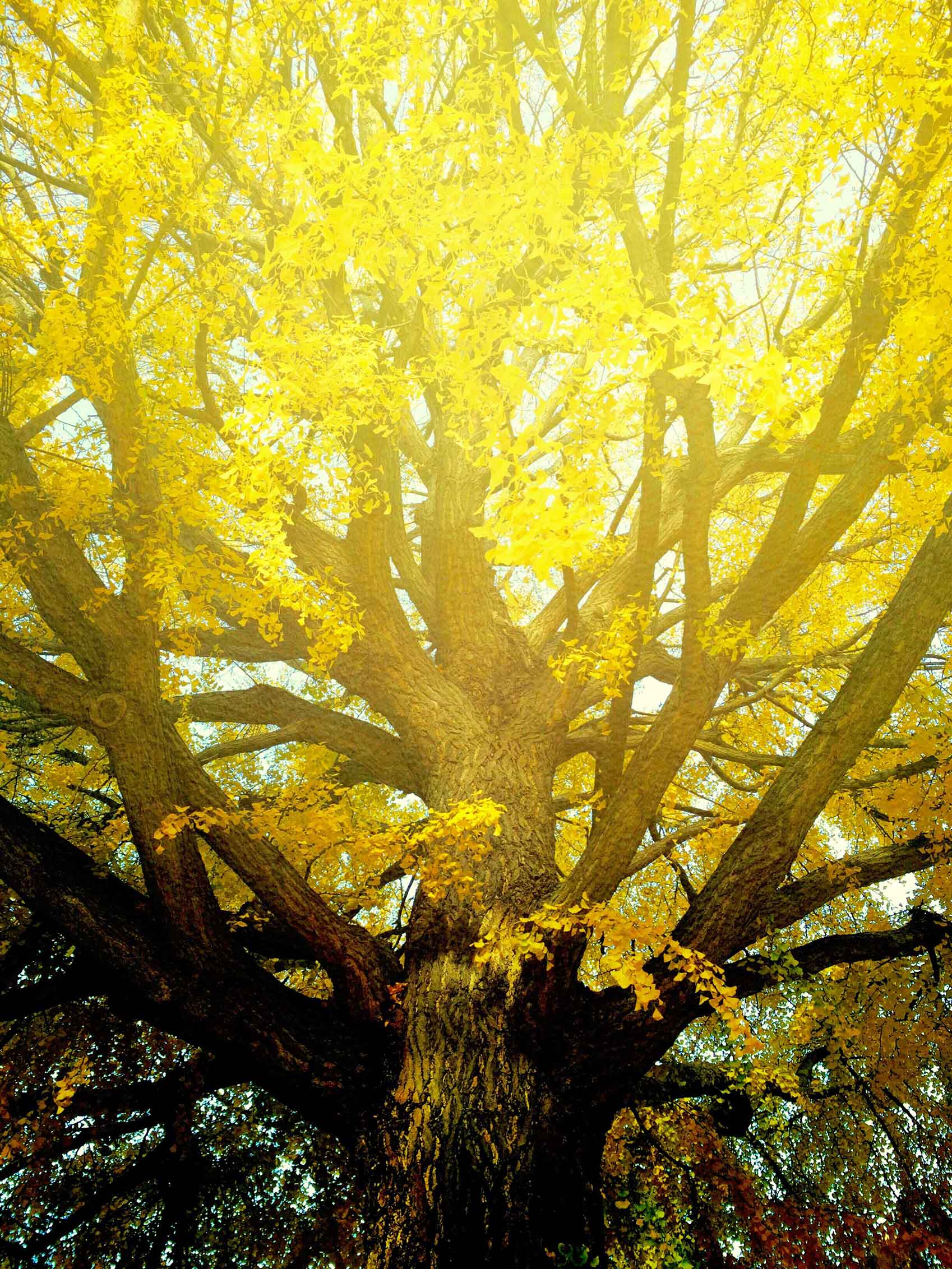 Atsushigraphのアートワーク ハートウォーミングツリーの画像です。