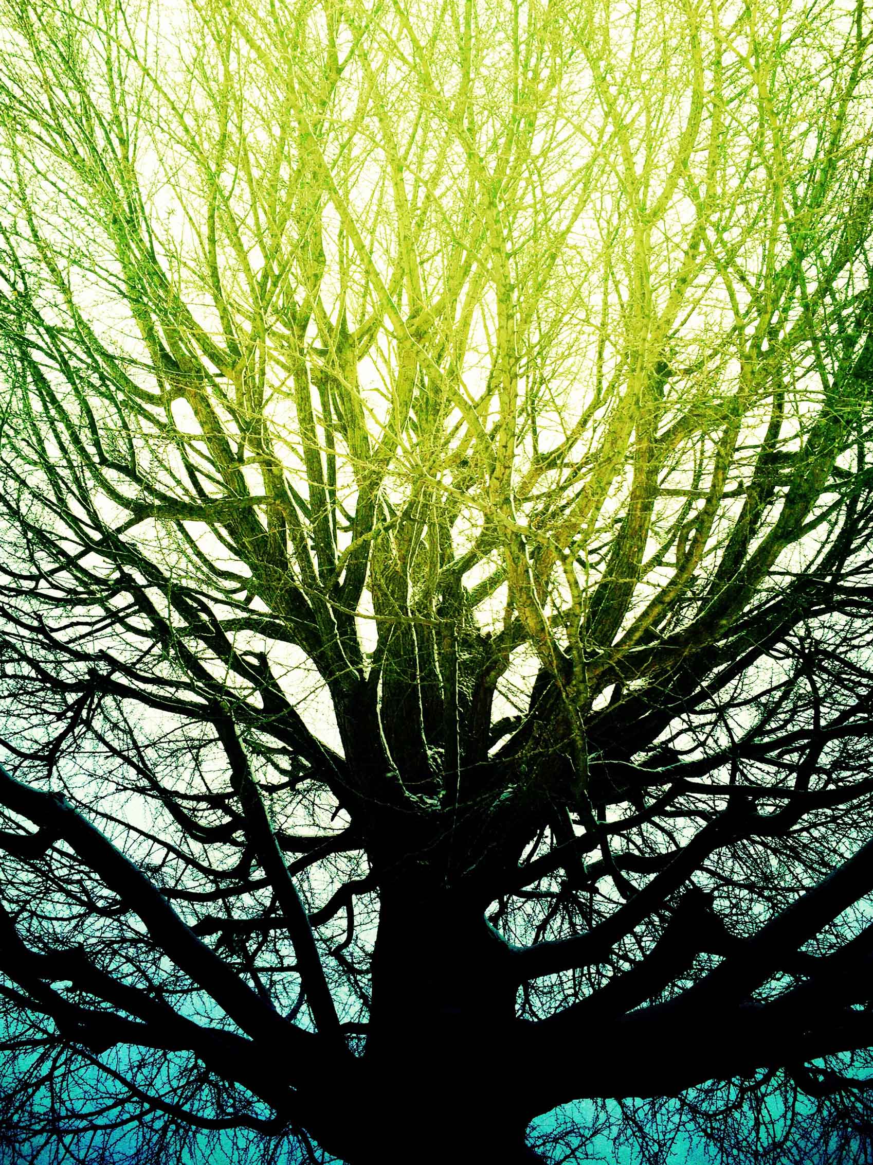 Atsushigraph Graphic Arts ヒカリの樹